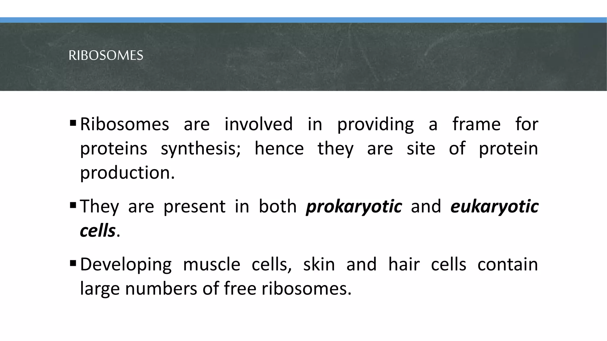 RIBOSOMES
Ribosomes are involved in providing a frame for
proteins synthesis; hence they are site of protein
production.
They are present in both prokaryotic and eukaryotic
cells.
Developing muscle cells, skin and hair cells contain
large numbers of free ribosomes.
 