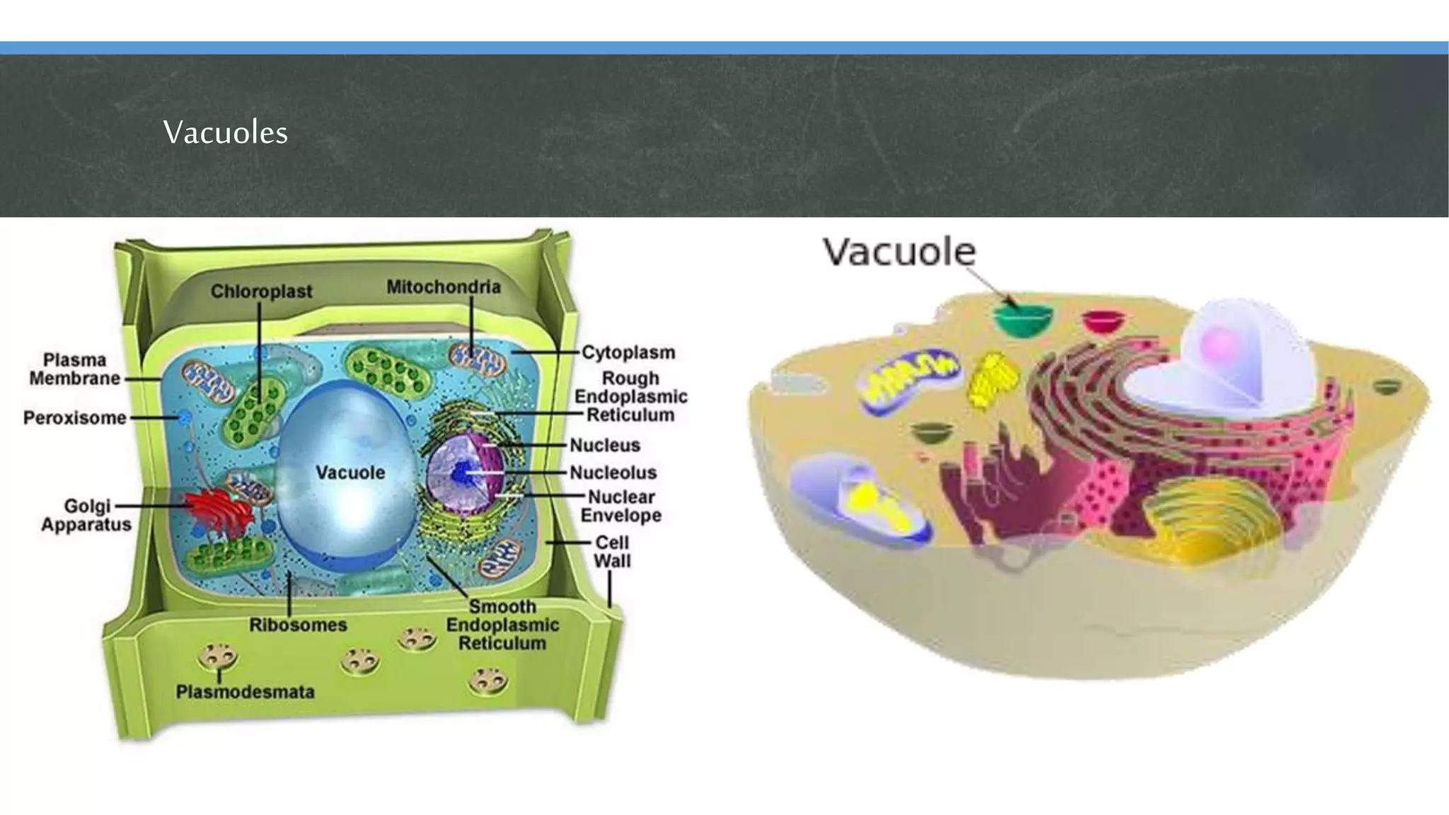 Vacuoles
 