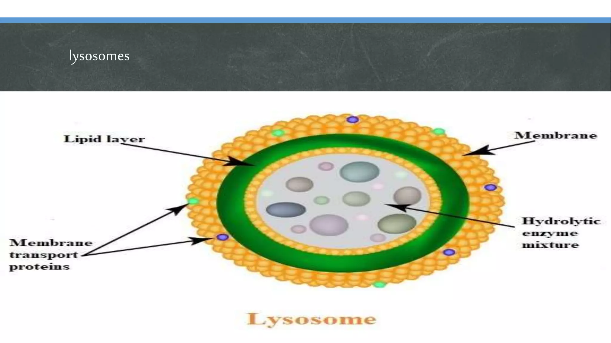 lysosomes
 