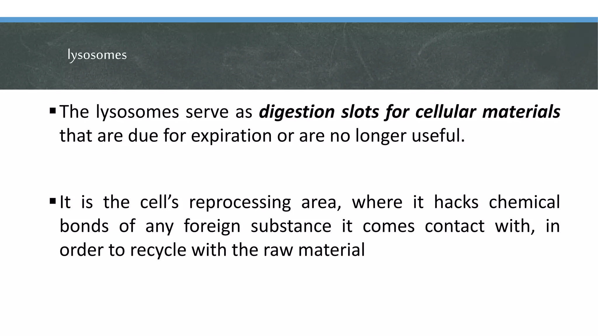lysosomes
The lysosomes serve as digestion slots for cellular materials
that are due for expiration or are no longer useful.
It is the cell’s reprocessing area, where it hacks chemical
bonds of any foreign substance it comes contact with, in
order to recycle with the raw material
 