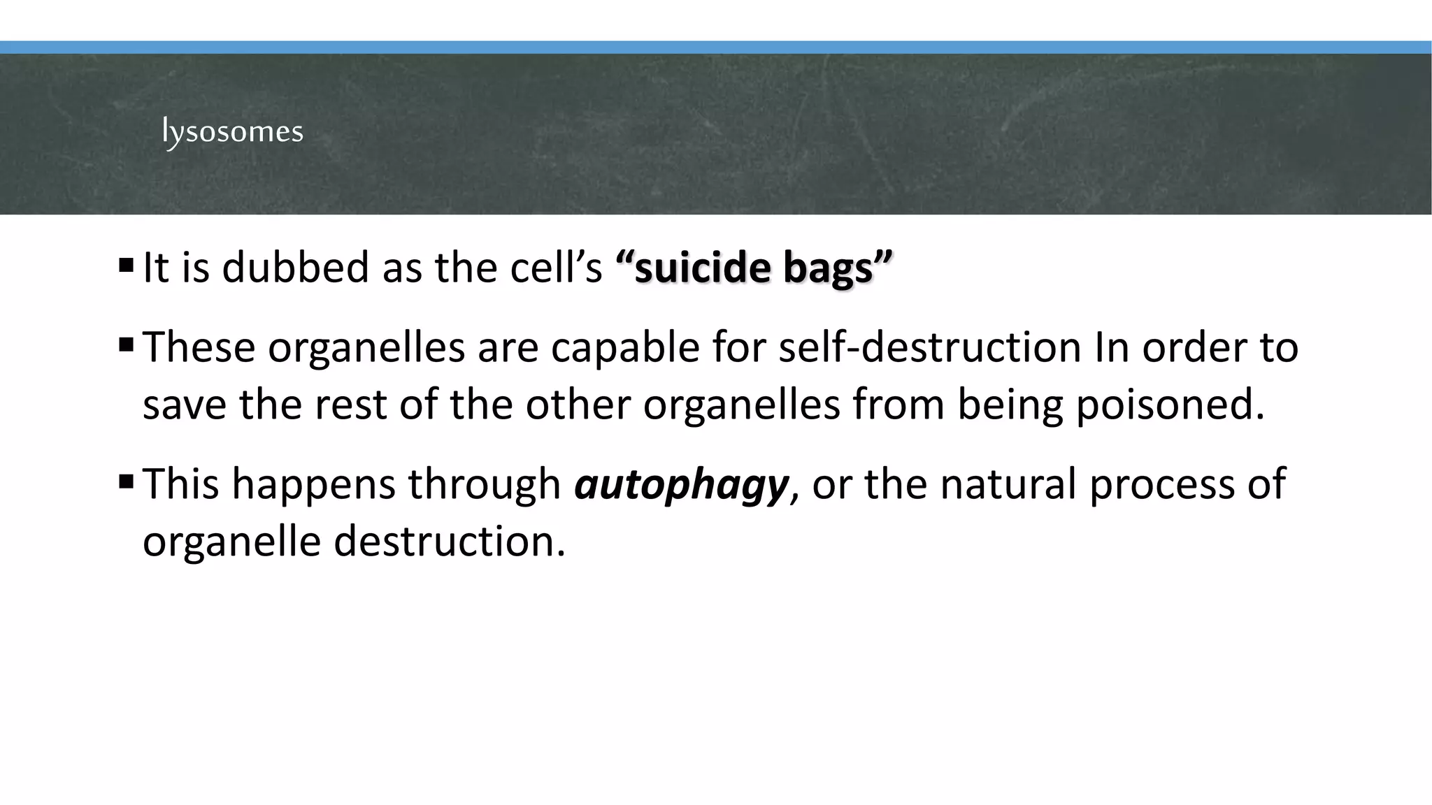 lysosomes
It is dubbed as the cell’s “suicide bags”
These organelles are capable for self-destruction In order to
save the rest of the other organelles from being poisoned.
This happens through autophagy, or the natural process of
organelle destruction.
 