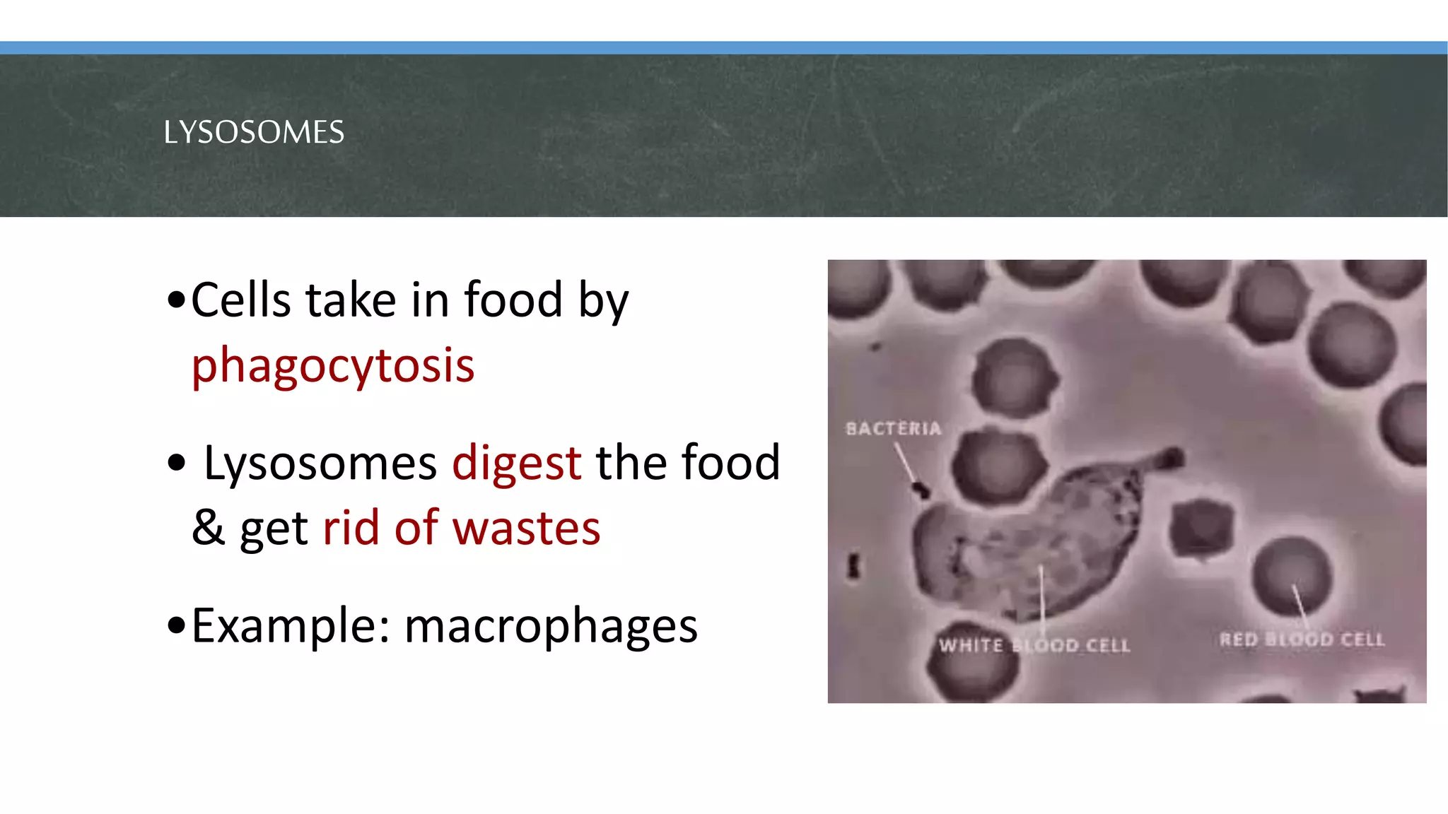 LYSOSOMES
•Cells take in food by
phagocytosis
• Lysosomes digest the food
& get rid of wastes
•Example: macrophages
 