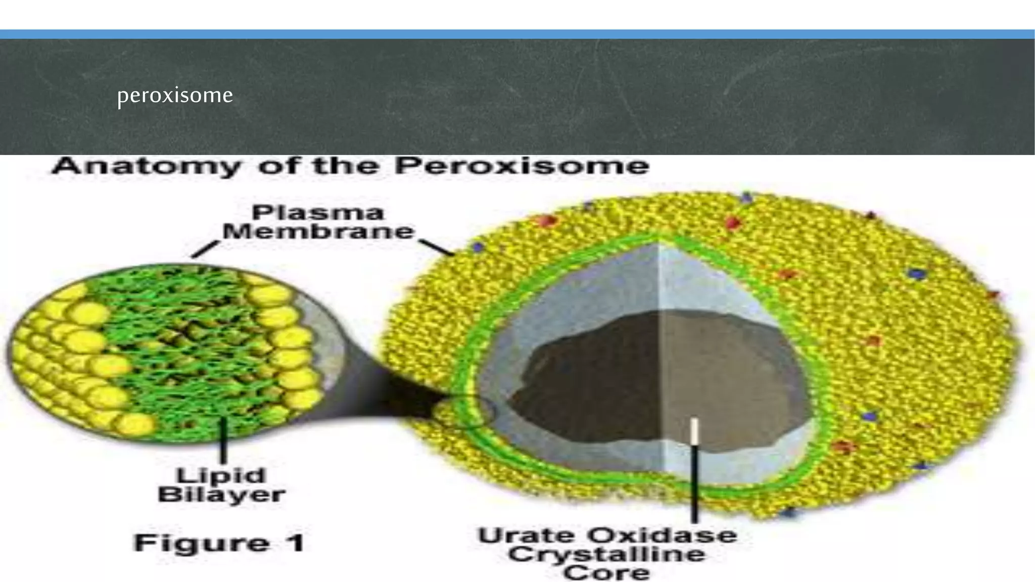 peroxisome
 