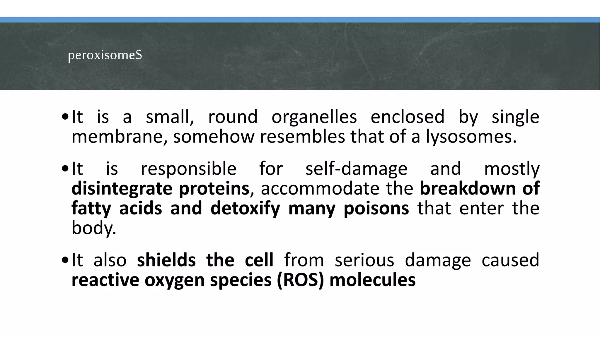 peroxisomeS
•It is a small, round organelles enclosed by single
membrane, somehow resembles that of a lysosomes.
•It is responsible for self-damage and mostly
disintegrate proteins, accommodate the breakdown of
fatty acids and detoxify many poisons that enter the
body.
•It also shields the cell from serious damage caused
reactive oxygen species (ROS) molecules
 