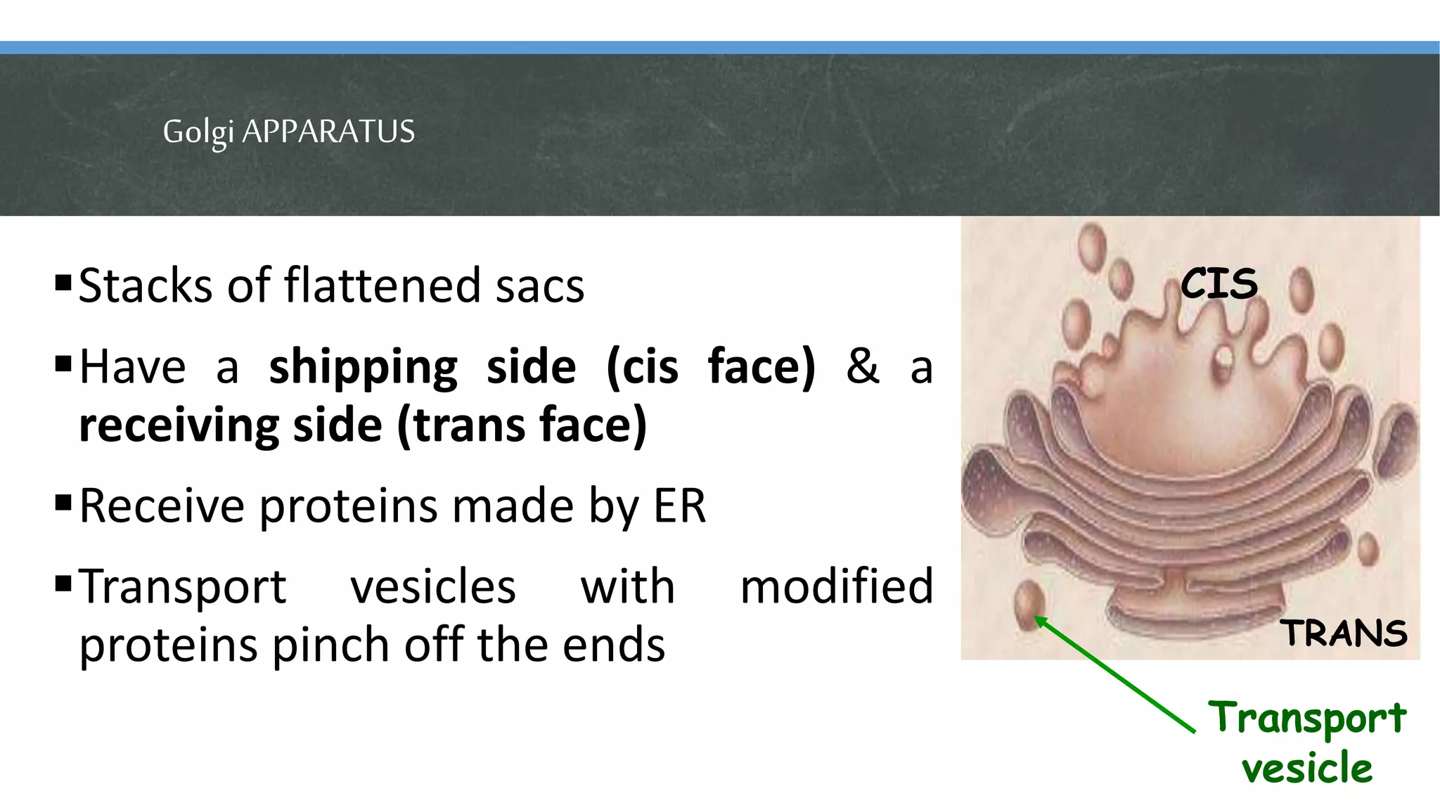GolgiAPPARATUS
Stacks of flattened sacs
Have a shipping side (cis face) & a
receiving side (trans face)
Receive proteins made by ER
Transport vesicles with modified
proteins pinch off the ends
CIS
TRANS
Transport
vesicle
 