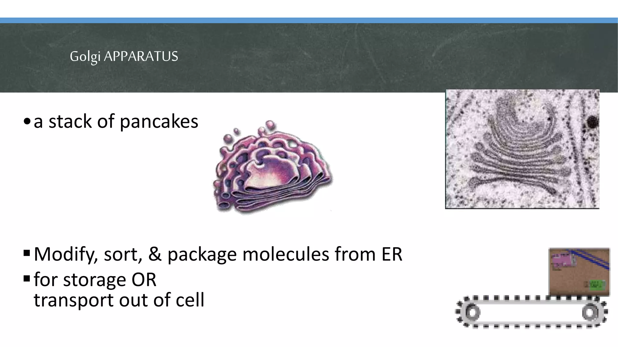 GolgiAPPARATUS
•a stack of pancakes
Modify, sort, & package molecules from ER
for storage OR
transport out of cell
 