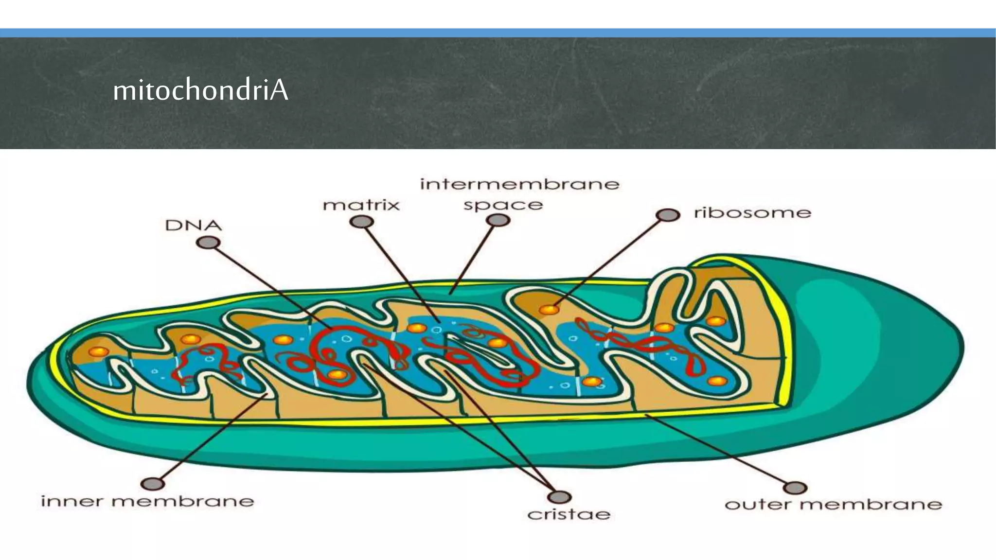 mitochondriA
 
