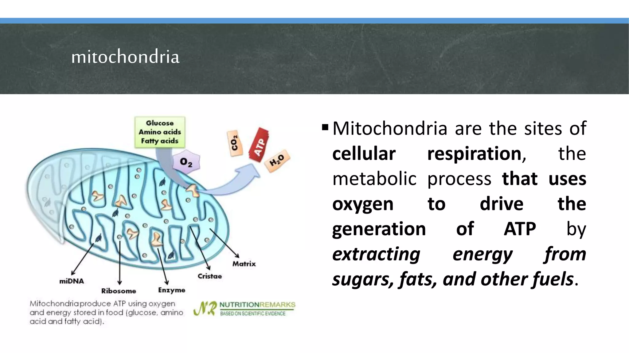 mitochondria
Mitochondria are the sites of
cellular respiration, the
metabolic process that uses
oxygen to drive the
generation of ATP by
extracting energy from
sugars, fats, and other fuels.
 