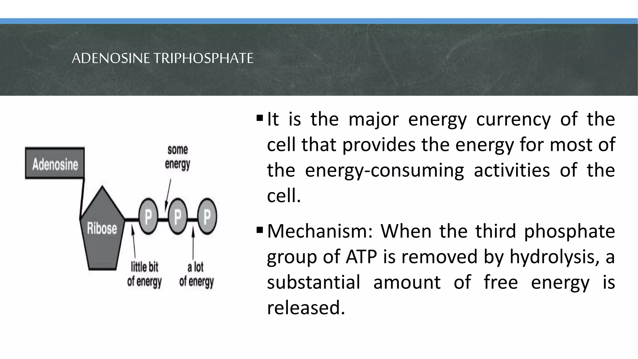 ADENOSINETRIPHOSPHATE
It is the major energy currency of the
cell that provides the energy for most of
the energy-consuming activities of the
cell.
Mechanism: When the third phosphate
group of ATP is removed by hydrolysis, a
substantial amount of free energy is
released.
 