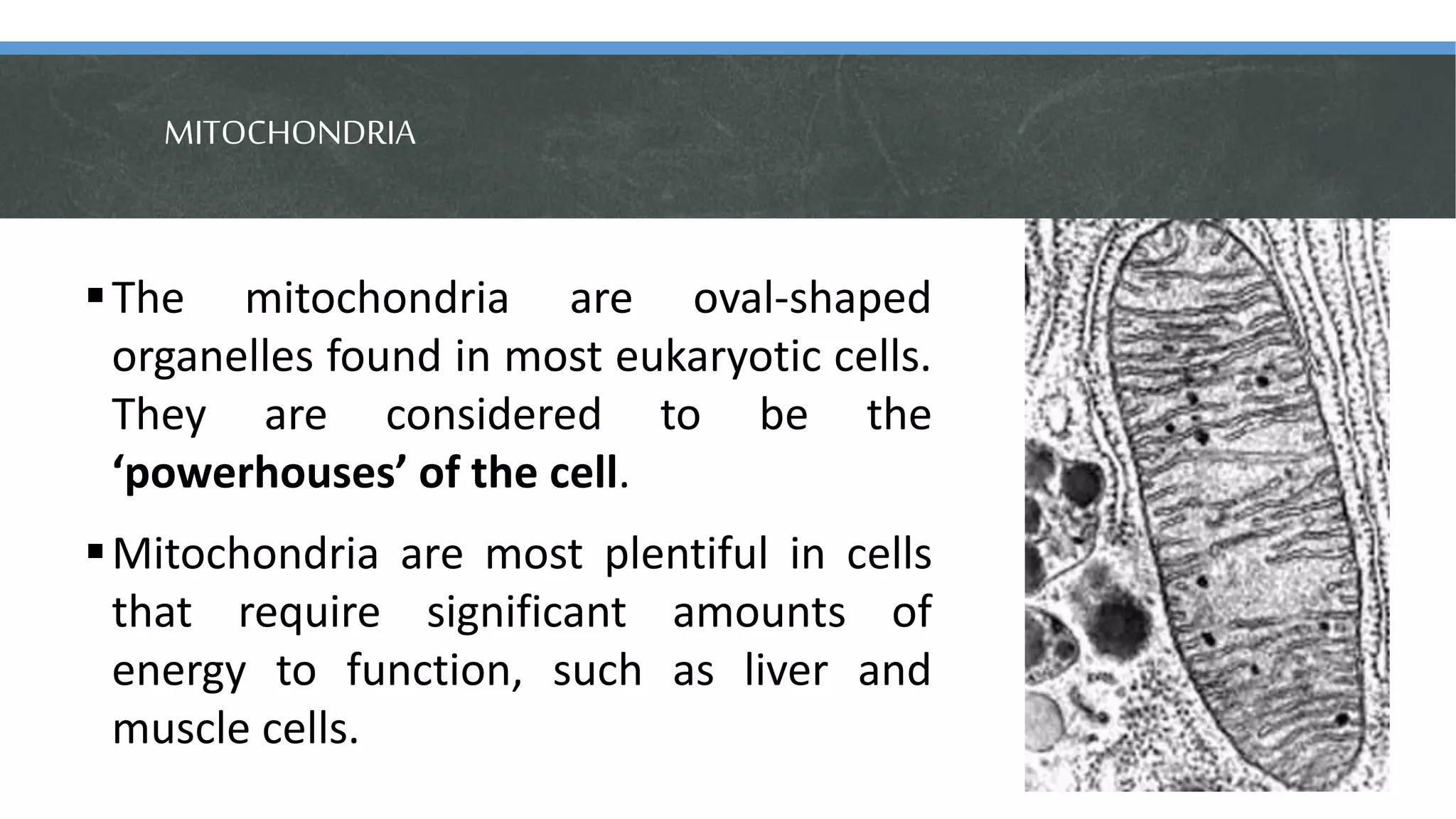 MITOCHONDRIA
The mitochondria are oval-shaped
organelles found in most eukaryotic cells.
They are considered to be the
‘powerhouses’ of the cell.
Mitochondria are most plentiful in cells
that require significant amounts of
energy to function, such as liver and
muscle cells.
 