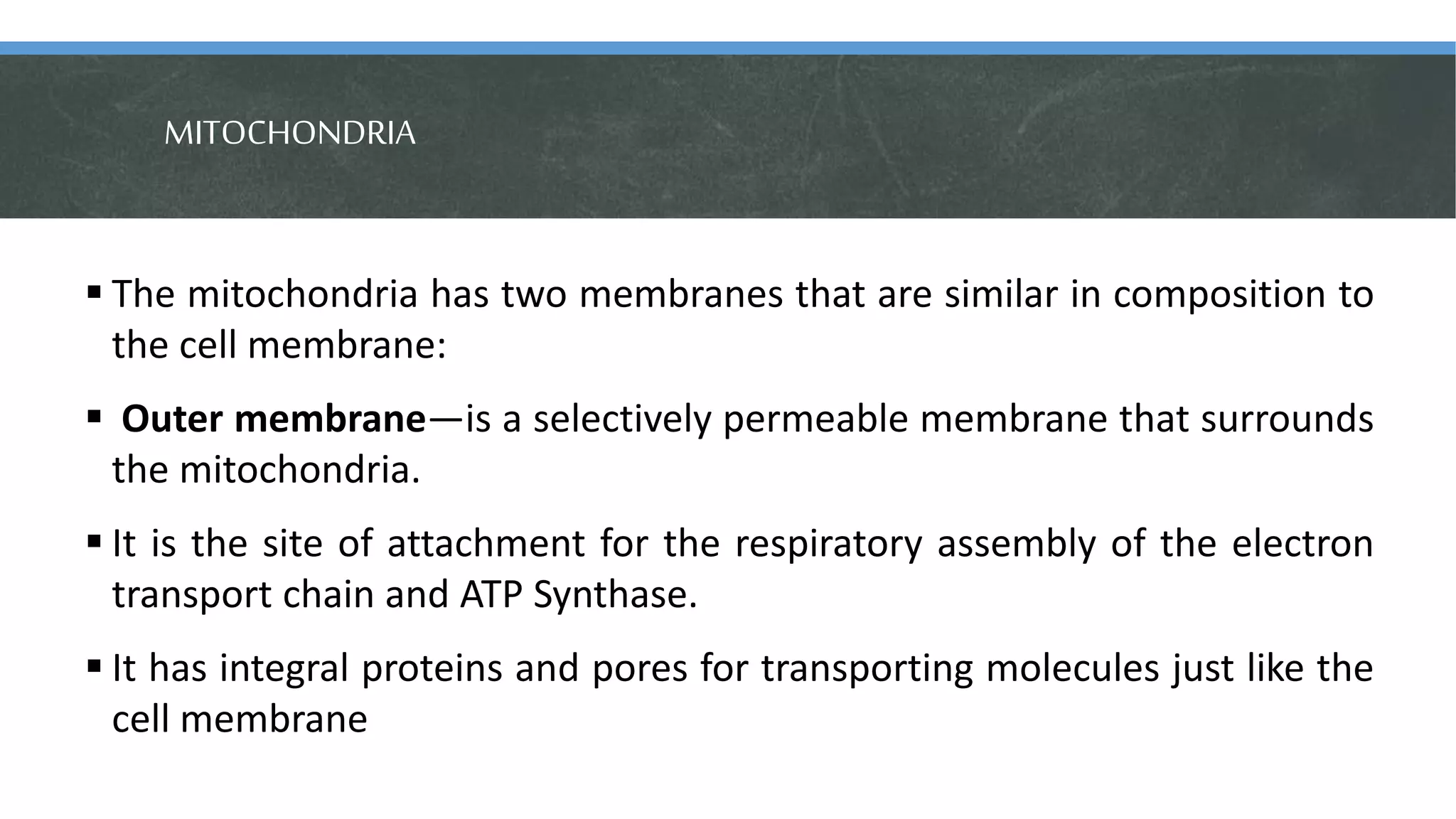 MITOCHONDRIA
 The mitochondria has two membranes that are similar in composition to
the cell membrane:
 Outer membrane—is a selectively permeable membrane that surrounds
the mitochondria.
 It is the site of attachment for the respiratory assembly of the electron
transport chain and ATP Synthase.
 It has integral proteins and pores for transporting molecules just like the
cell membrane
 