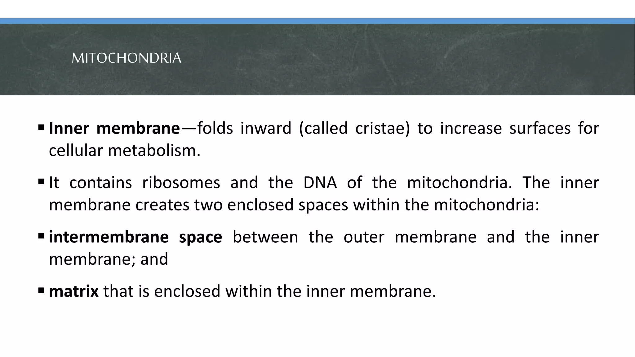 MITOCHONDRIA
 Inner membrane—folds inward (called cristae) to increase surfaces for
cellular metabolism.
 It contains ribosomes and the DNA of the mitochondria. The inner
membrane creates two enclosed spaces within the mitochondria:
 intermembrane space between the outer membrane and the inner
membrane; and
 matrix that is enclosed within the inner membrane.
 