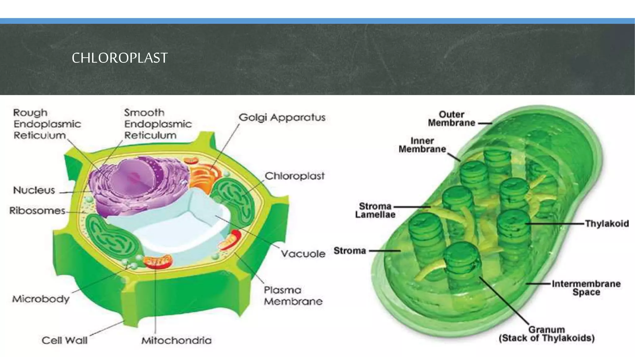 CHLOROPLAST
 