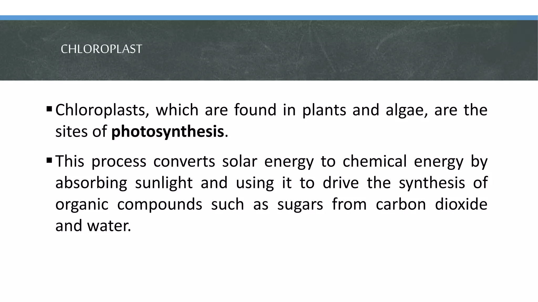 CHLOROPLAST
Chloroplasts, which are found in plants and algae, are the
sites of photosynthesis.
This process converts solar energy to chemical energy by
absorbing sunlight and using it to drive the synthesis of
organic compounds such as sugars from carbon dioxide
and water.
 