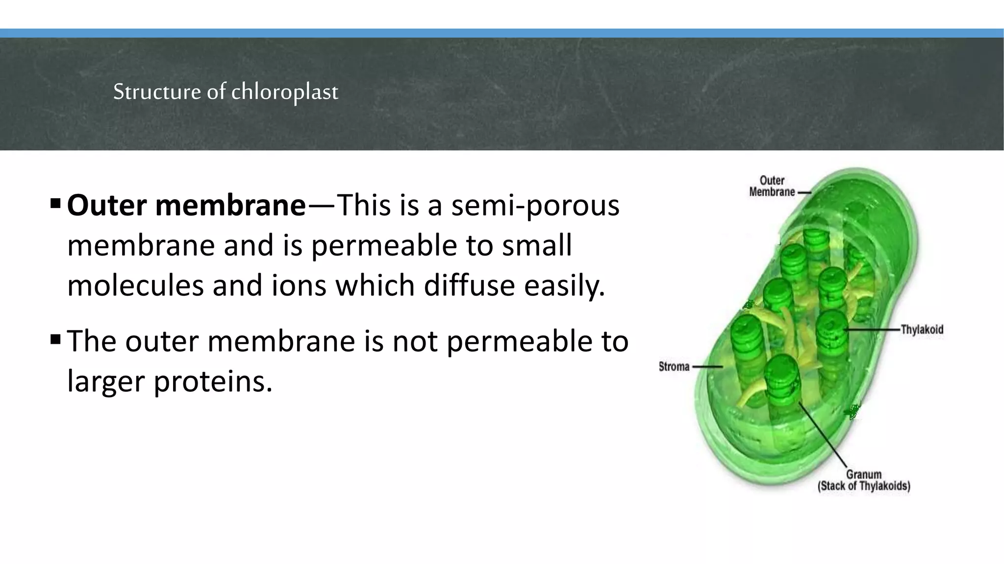 Structure of chloroplast
Outer membrane—This is a semi-porous
membrane and is permeable to small
molecules and ions which diffuse easily.
The outer membrane is not permeable to
larger proteins.
 