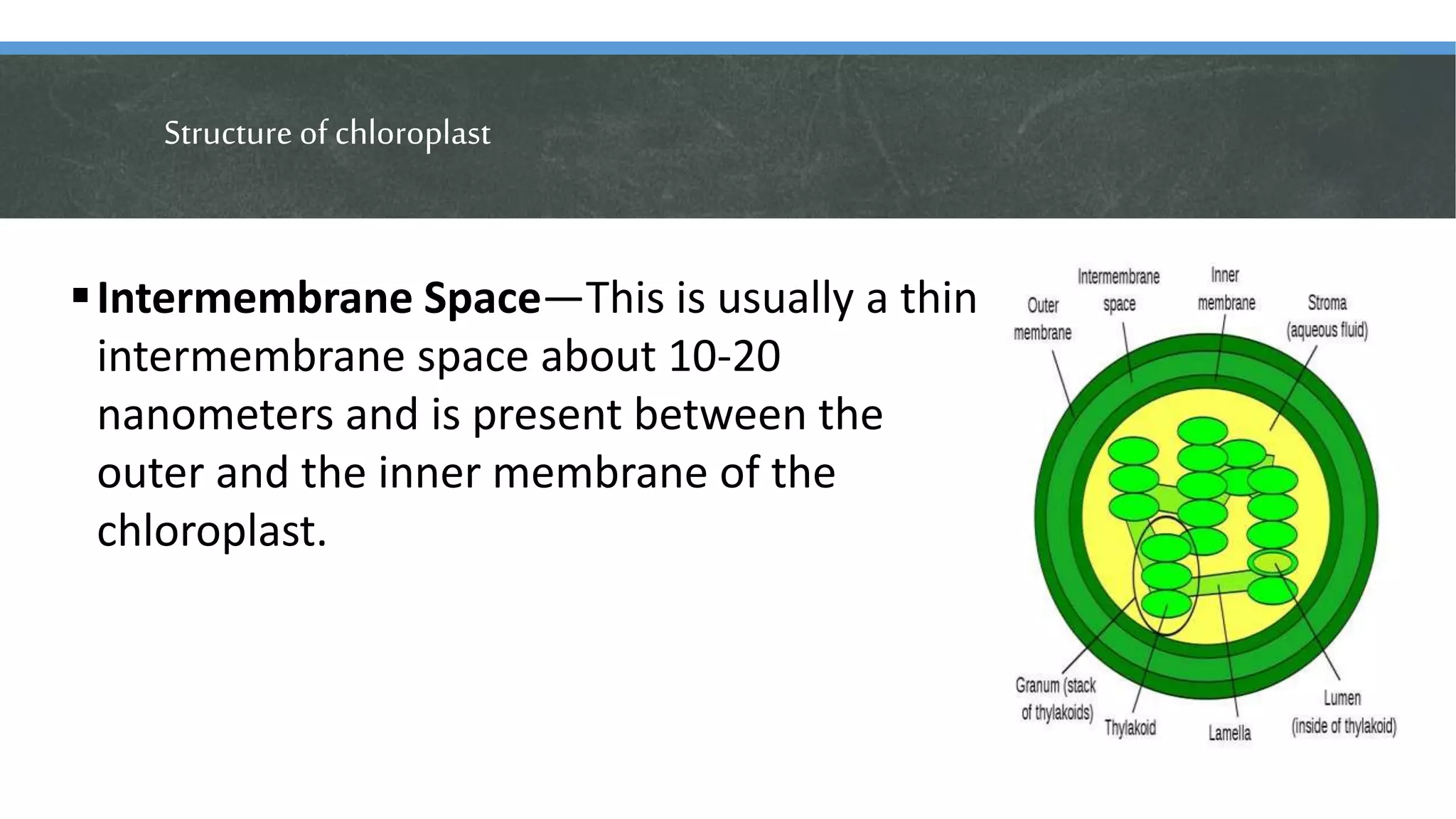 Structure of chloroplast
Intermembrane Space—This is usually a thin
intermembrane space about 10-20
nanometers and is present between the
outer and the inner membrane of the
chloroplast.
 
