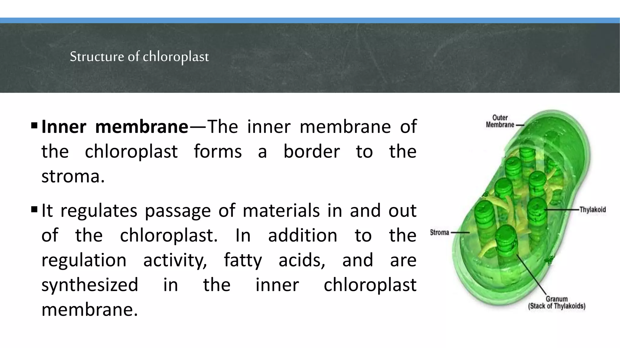 Structure of chloroplast
Inner membrane—The inner membrane of
the chloroplast forms a border to the
stroma.
It regulates passage of materials in and out
of the chloroplast. In addition to the
regulation activity, fatty acids, and are
synthesized in the inner chloroplast
membrane.
 