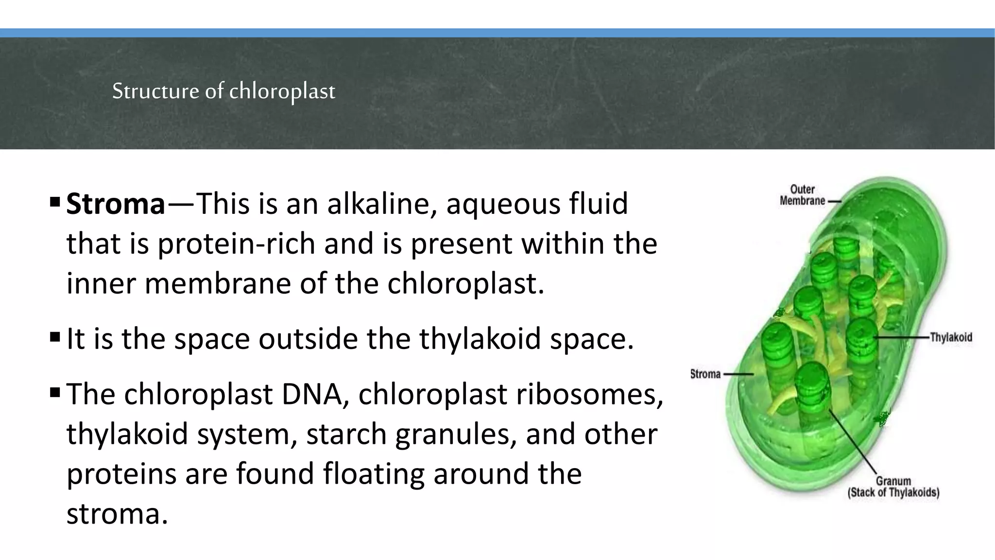 Structure of chloroplast
Stroma—This is an alkaline, aqueous fluid
that is protein-rich and is present within the
inner membrane of the chloroplast.
It is the space outside the thylakoid space.
The chloroplast DNA, chloroplast ribosomes,
thylakoid system, starch granules, and other
proteins are found floating around the
stroma.
 