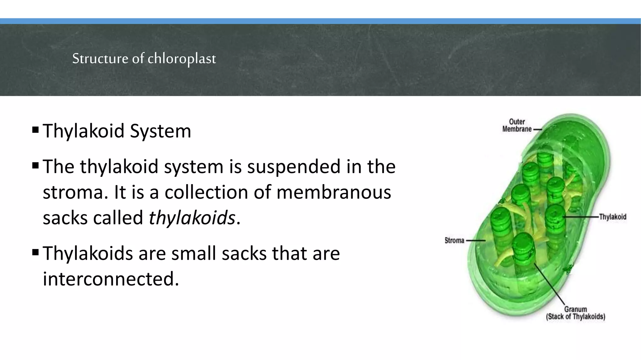 Structure of chloroplast
Thylakoid System
The thylakoid system is suspended in the
stroma. It is a collection of membranous
sacks called thylakoids.
Thylakoids are small sacks that are
interconnected.
 