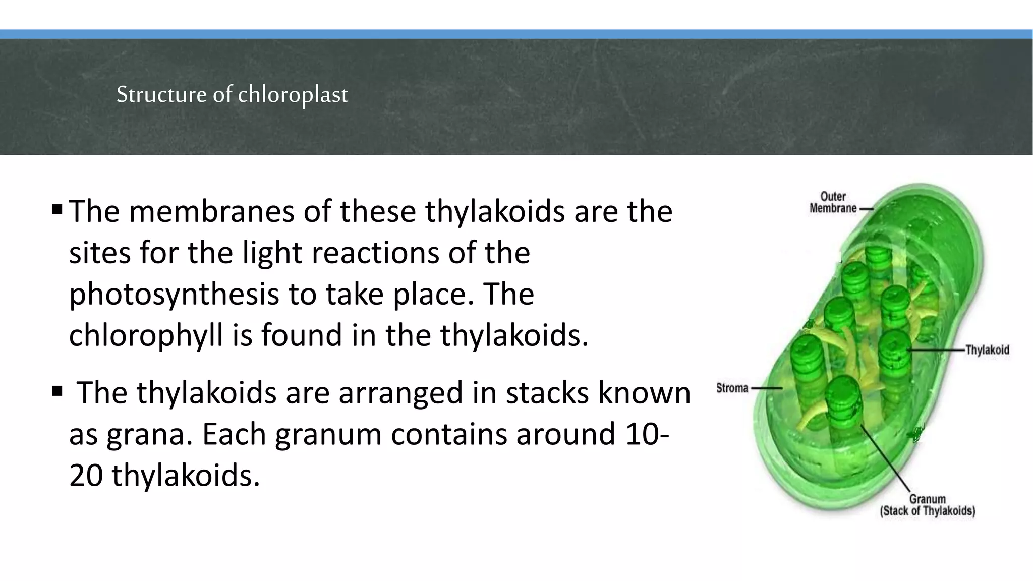Structure of chloroplast
The membranes of these thylakoids are the
sites for the light reactions of the
photosynthesis to take place. The
chlorophyll is found in the thylakoids.
 The thylakoids are arranged in stacks known
as grana. Each granum contains around 10-
20 thylakoids.
 