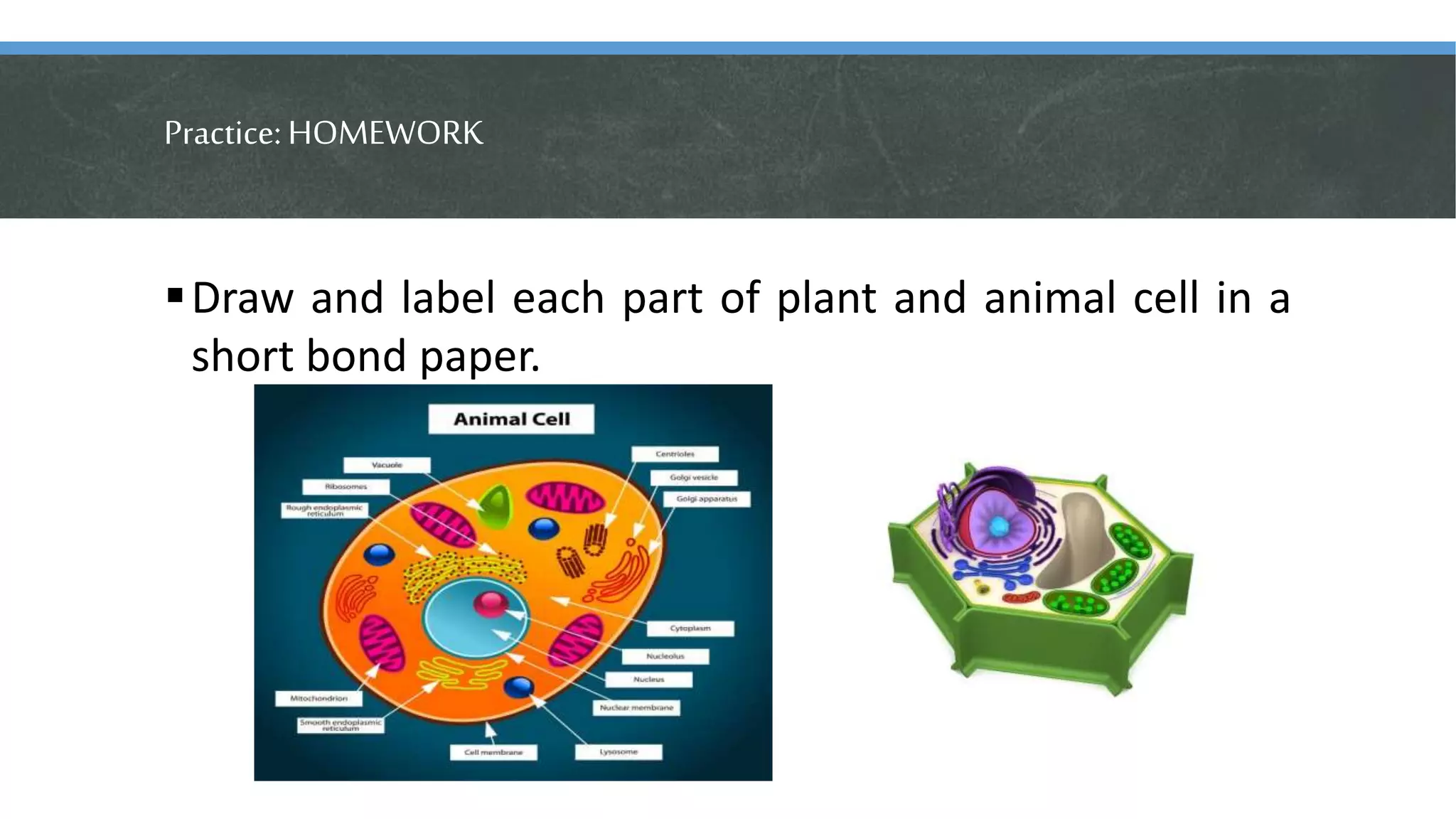 Practice:HOMEWORK
Draw and label each part of plant and animal cell in a
short bond paper.
 