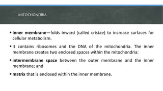 General Biology 1 - Lesson 1: Cell (structure,function, and theory) | PPTX