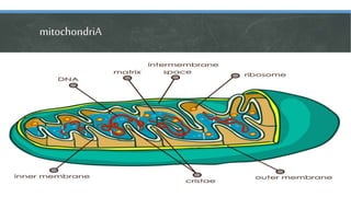 MITOCHONDRIA
 Inner membrane—folds inward (called cristae) to increase surfaces for
cellular metabolism.
 It contains ri...