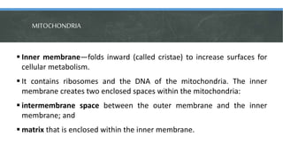 Structure of chloroplast
Inner membrane—The inner membrane of
the chloroplast forms a border to the
stroma.
It regulates...
