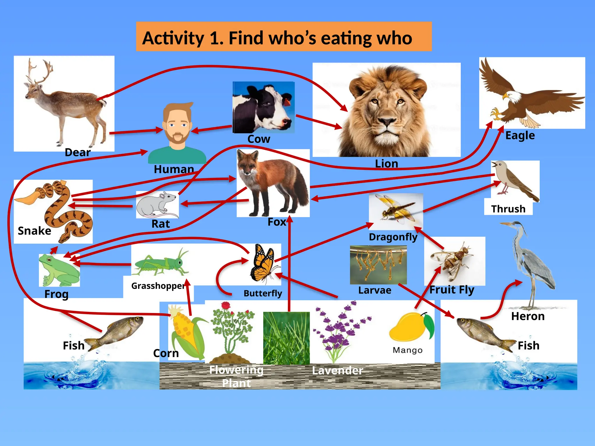 Cow
Grass Lavender
Flowering
Plant
Corn
Butterfly
Eagle
Dragonfly
Fruit Fly
Thrush
Lion
Fox
Rat
Dear
Snake
Grasshopper
Fish Fish
Human
Frog
Heron
Larvae
Activity 1. Find who’s eating who
 