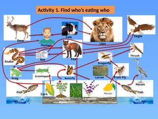 Cow
Grass Lavender
Flowering
Plant
Corn
Butterfly
Eagle
Dragonfly
Fruit Fly
Thrush
Lion
Fox
Rat
Dear
Snake
Grasshopper
Fish Fish
Human
Frog
Heron
Larvae
Activity 1. Find who’s eating who
 