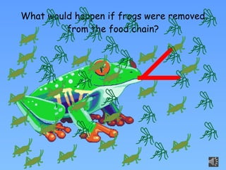 What would happen if frogs were removed
from the food chain?
 