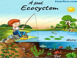 Example: A Pond Ecosystem
Aa
A pond
 