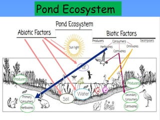 Pond Ecosystem
 