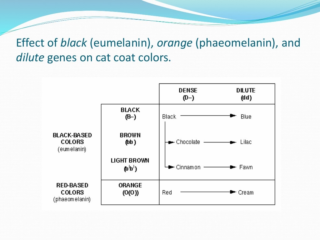 Lesson 1 of cat coat colour