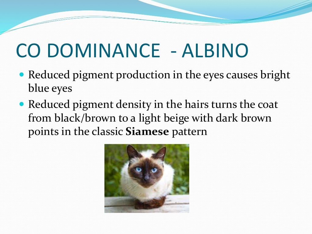 Lesson 1 of cat coat colour