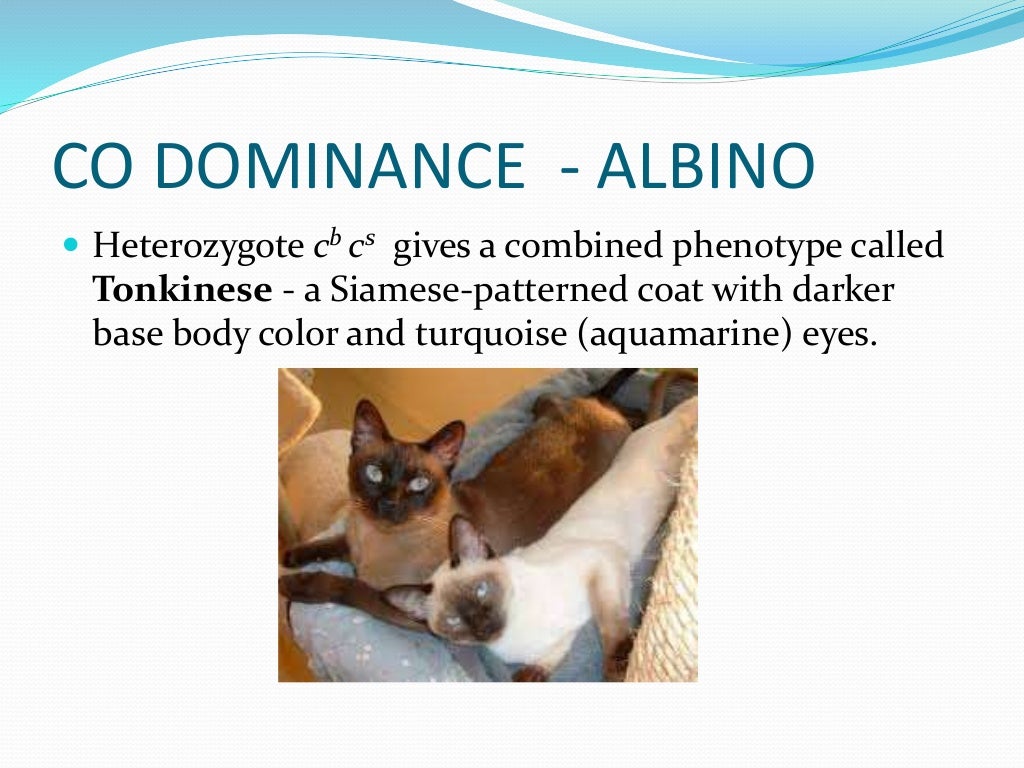 Lesson 1 of cat coat colour