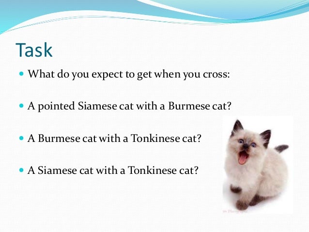 Blue Burmese Cat Genotype Blue Burmese Cat Genotype