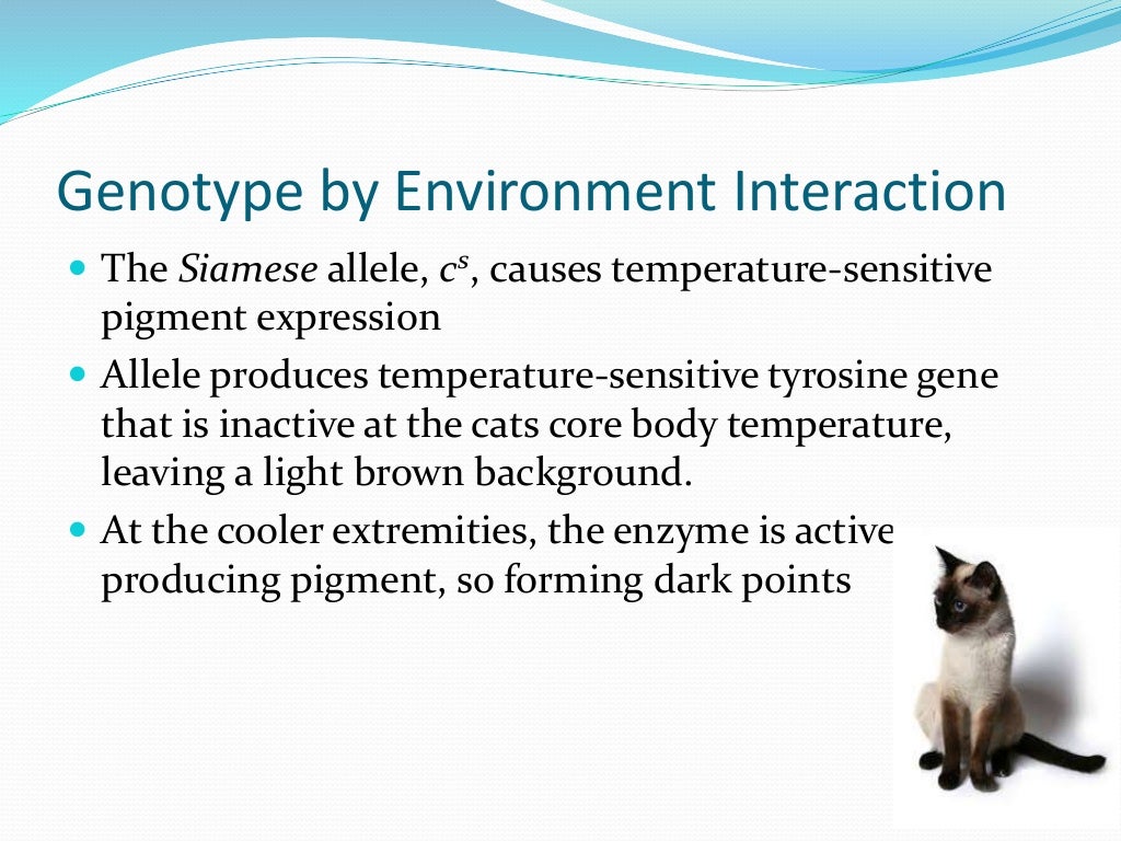 Lesson 1 of cat coat colour