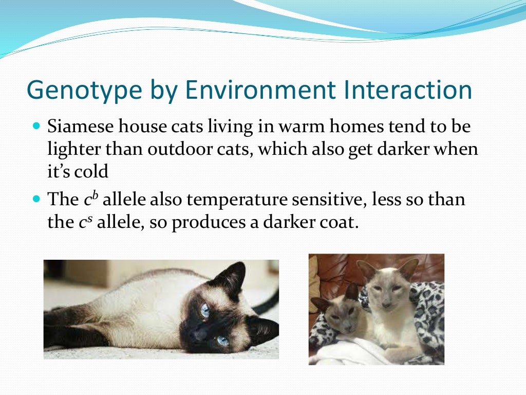 Lesson 1 of cat coat colour