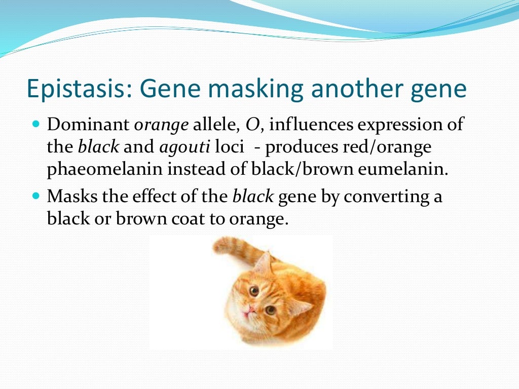 Lesson 1 of cat coat colour