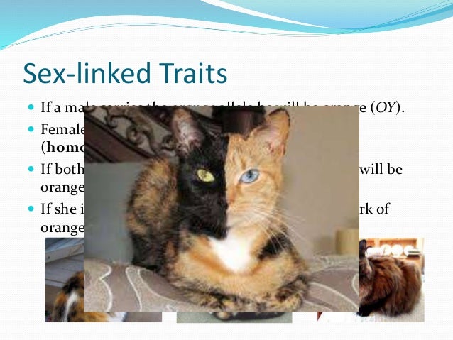 Lesson 1 genetics of cat coat colour