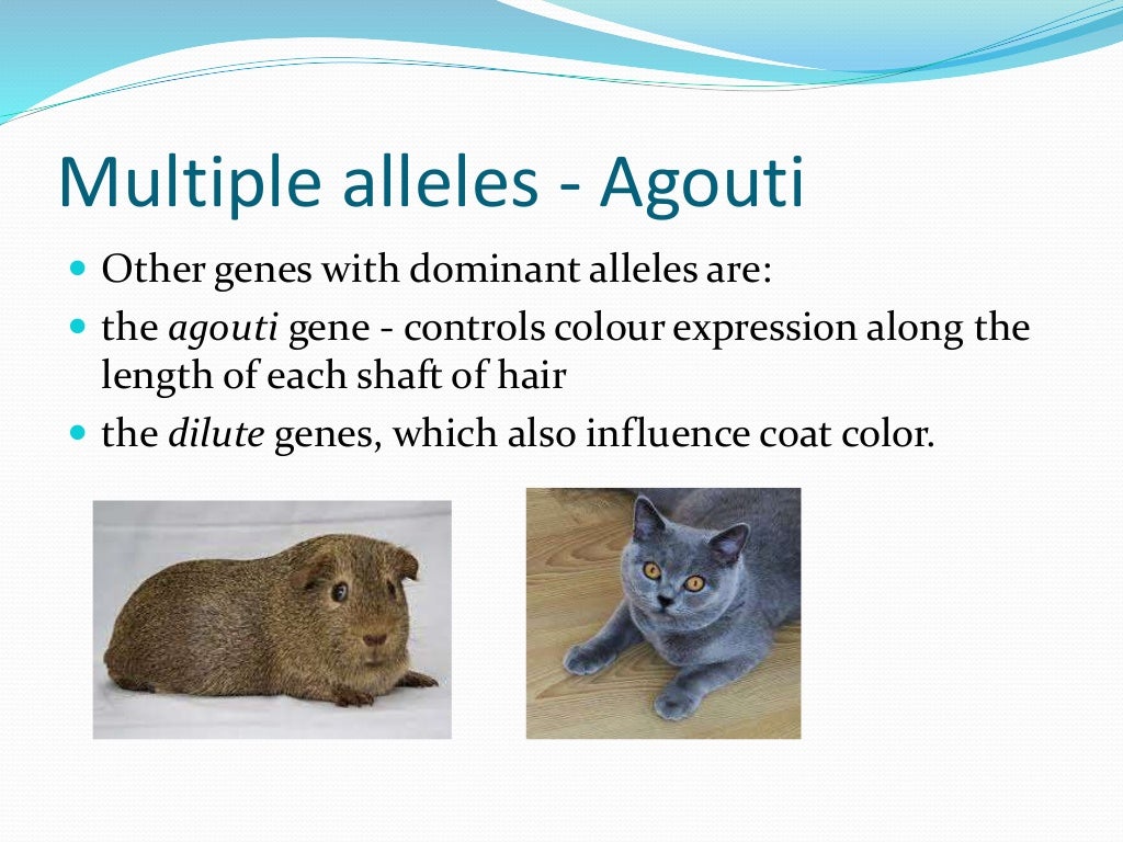 Lesson 1 of cat coat colour