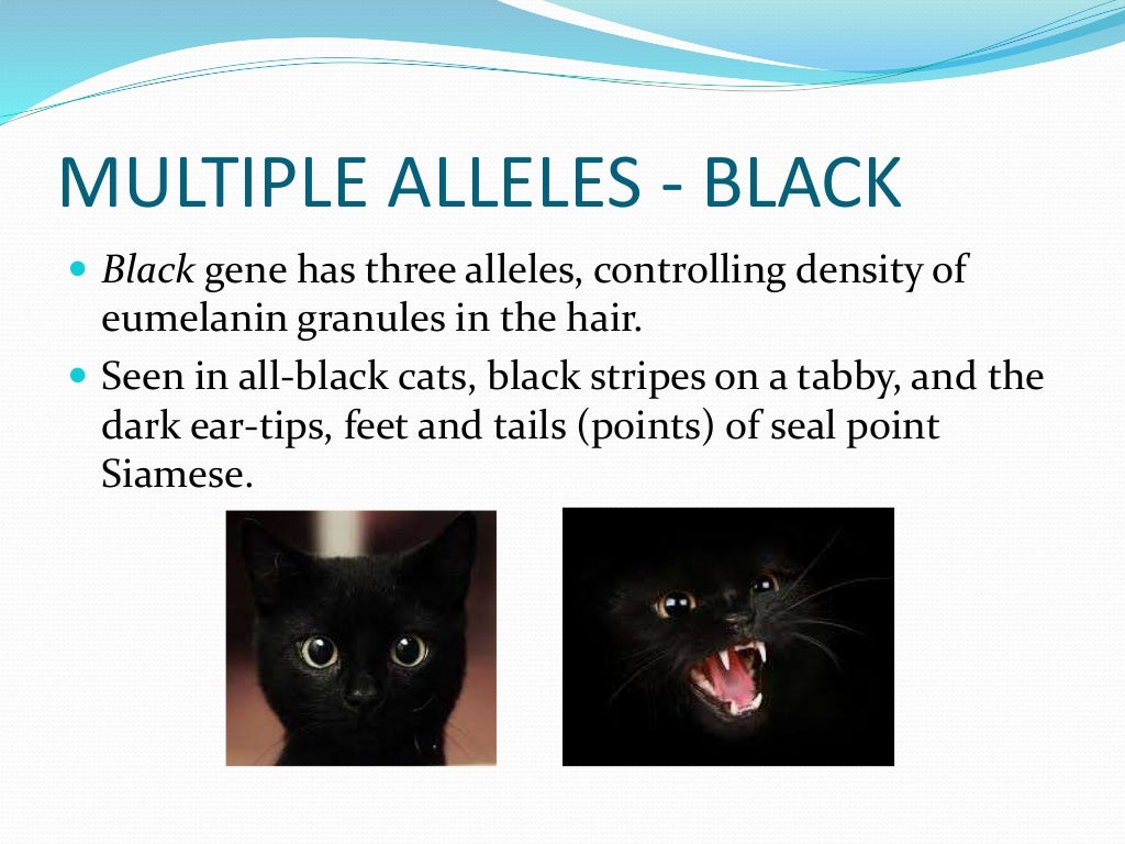 Lesson 1 of cat coat colour