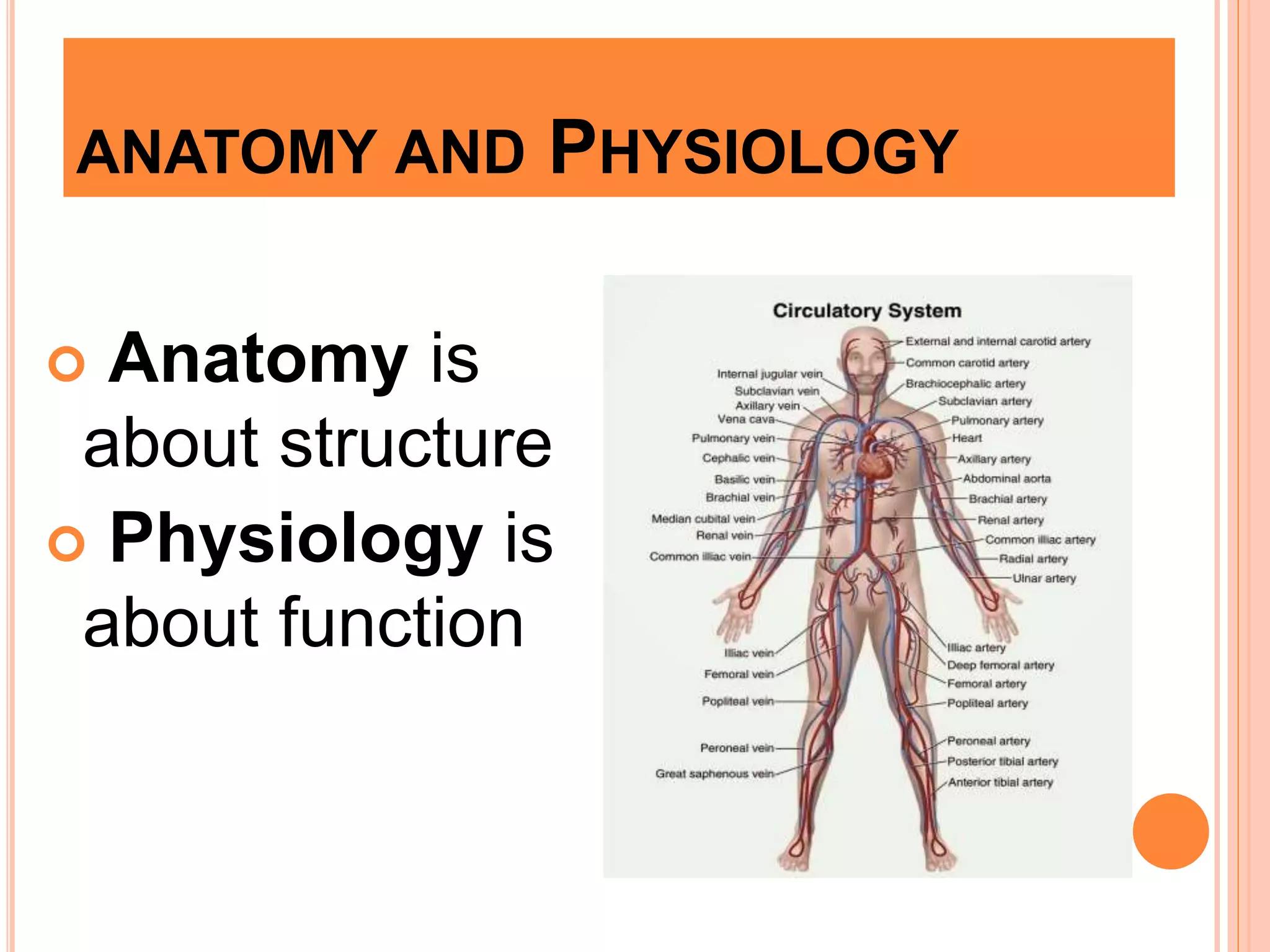 ANATOMY AND PHYSIOLOGY
 Anatomy is
about structure
 Physiology is
about function
 