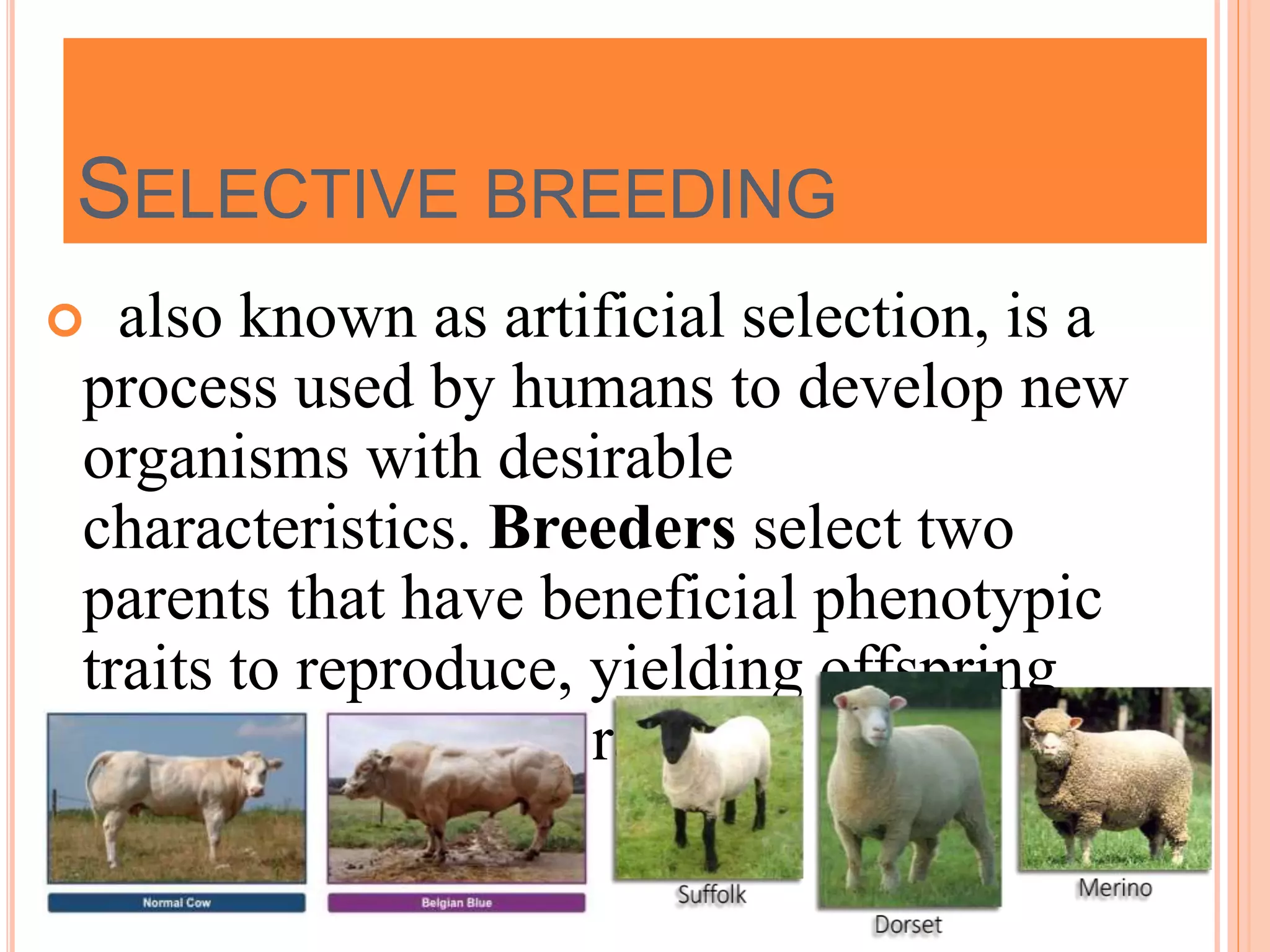 SELECTIVE BREEDING
 also known as artificial selection, is a
process used by humans to develop new
organisms with desirable
characteristics. Breeders select two
parents that have beneficial phenotypic
traits to reproduce, yielding offspring
with those desired traits
 