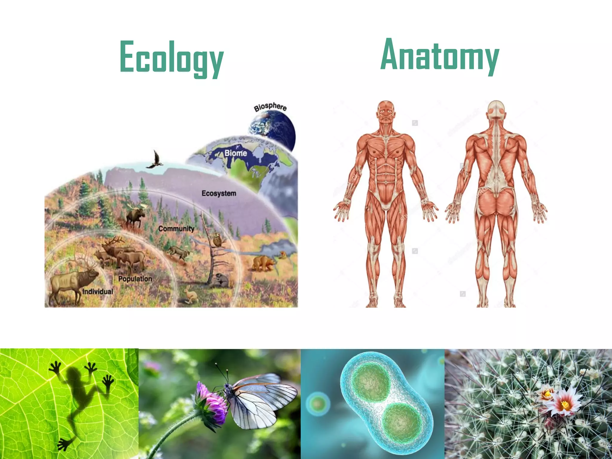 Ecology Anatomy
 
