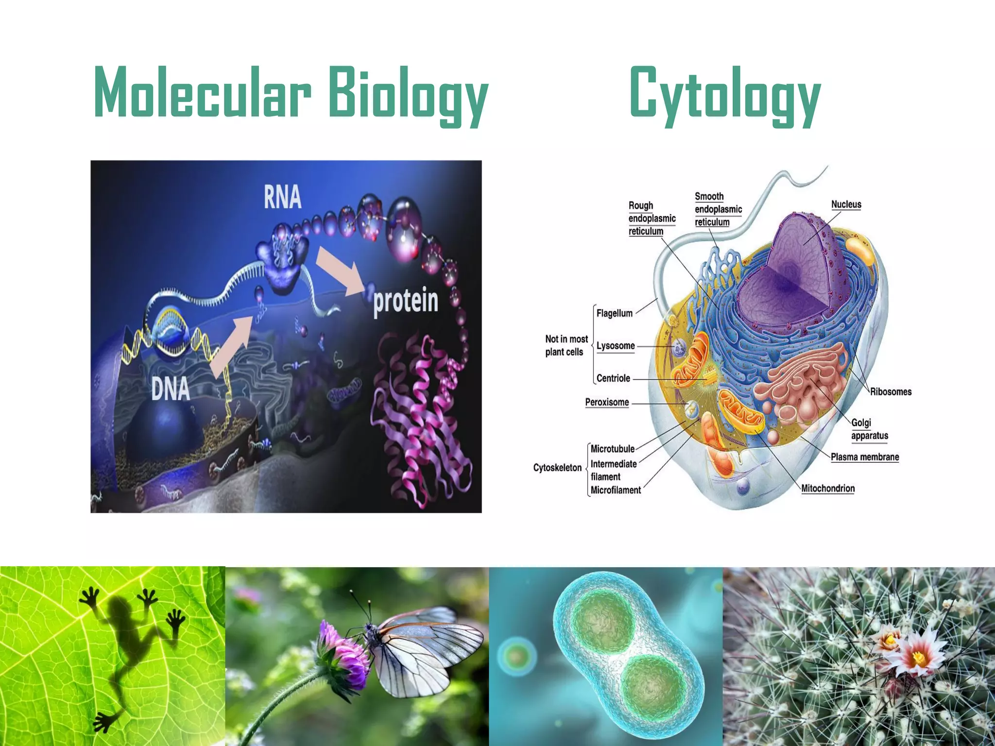 CytologyMolecular Biology
 