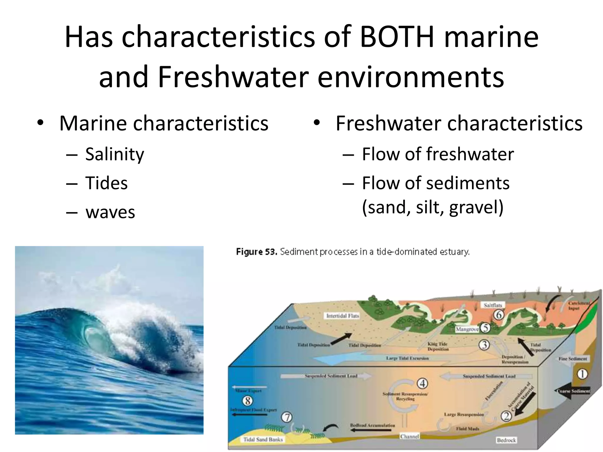 Has characteristics of BOTH marine
    and Freshwater environments
• Marine characteristics   • Freshwater characteristics
   – Salinity                 – Flow of freshwater
   – Tides                    – Flow of sediments
   – waves                      (sand, silt, gravel)
 