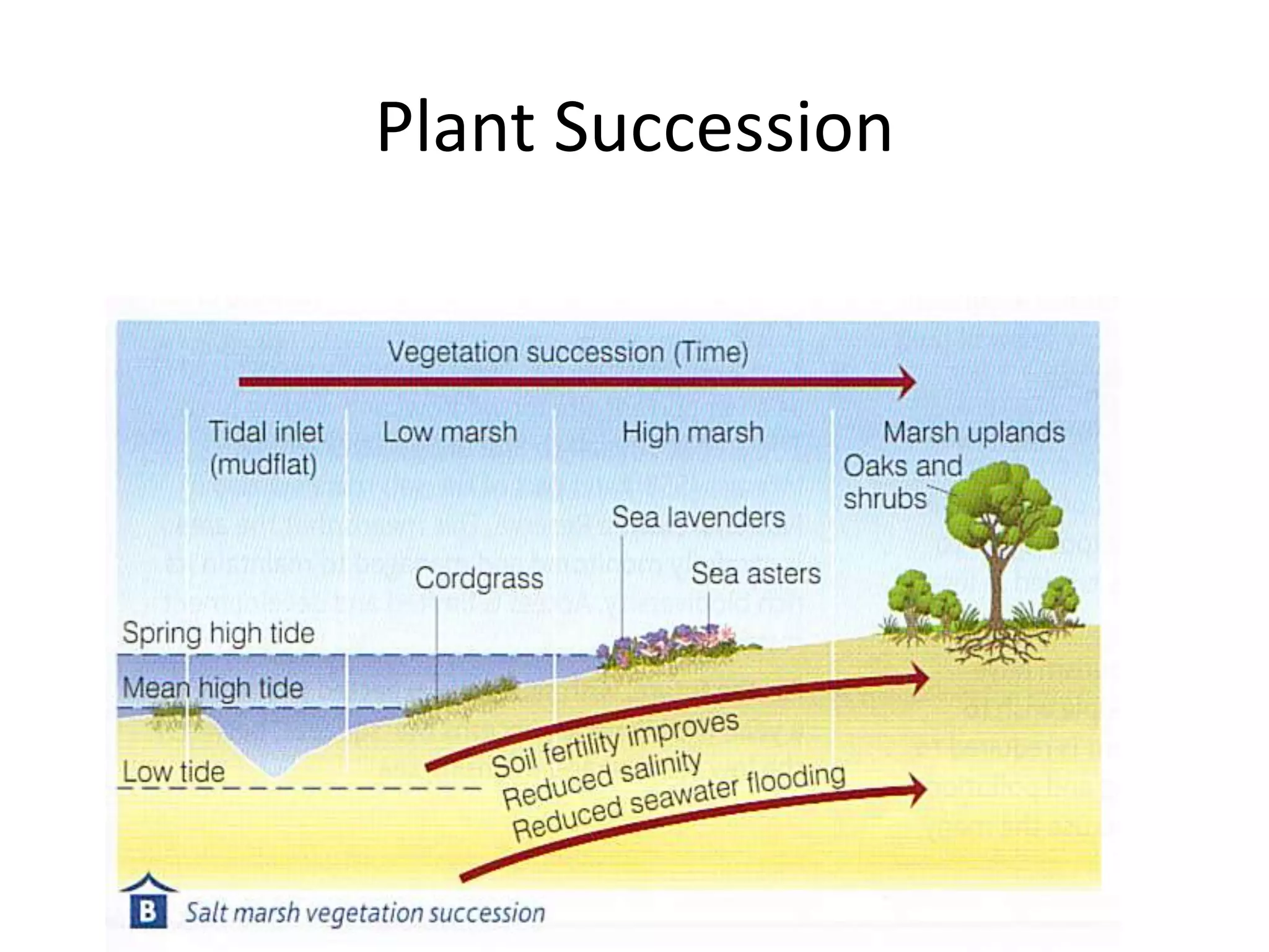 Plant Succession
 