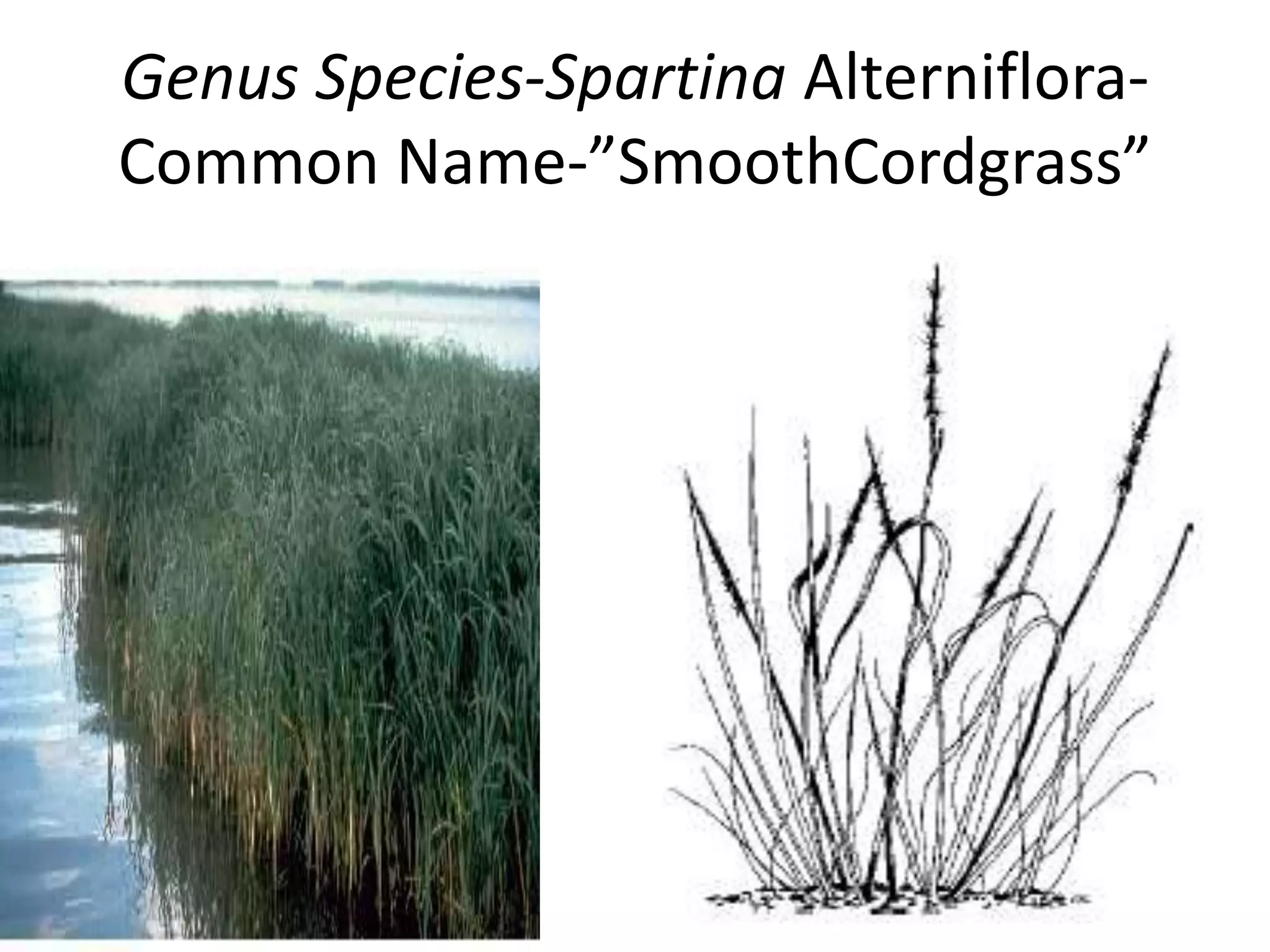 Genus Species-Spartina Alterniflora-
Common Name-”SmoothCordgrass”
 